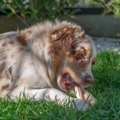 Ferplast GOODBITE NATURAL BEEF BONE 27 Ferplast GOODBITE NATURAL BEEF BONE