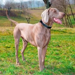 Ferplast DAYTONA FANTASY C Alle Anzeigen