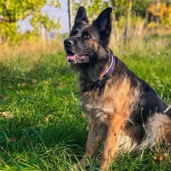 Ferplast SPORT DOG C