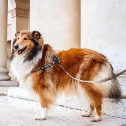 Ferplast CRICKET P Alle Anzeigen