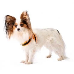 Ferplast AGILA FLUO 1-2