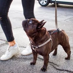 Ferplast CRICKET P Alle Anzeigen