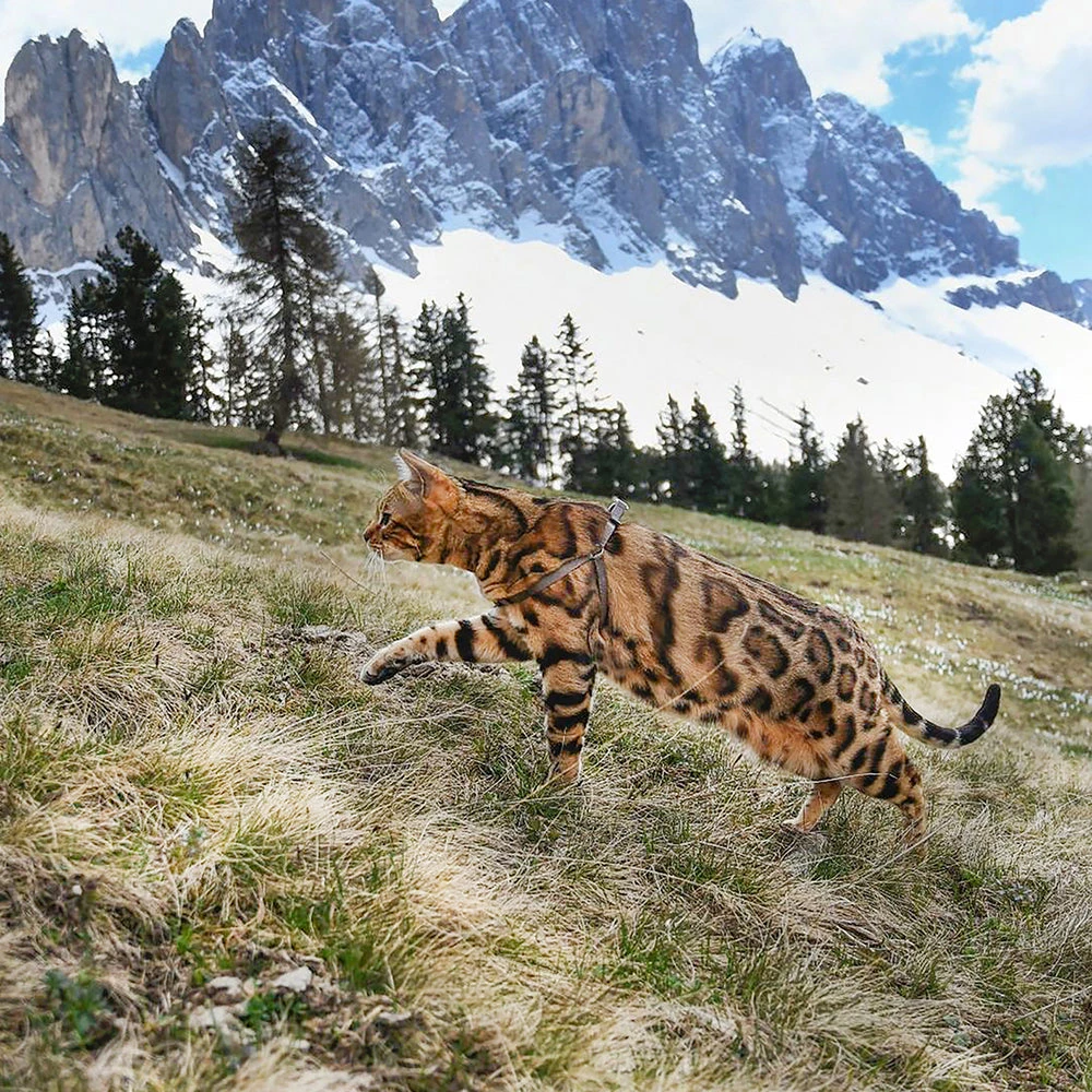 Ferplast EASY P Alle Anzeigen 12 Ferplast EASY P Alle Anzeigen