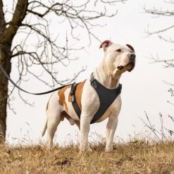 Ferplast Alle Anzeigen GIOTTO LUXOR BLACK P 24 Ferplast Alle Anzeigen GIOTTO LUXOR BLACK P