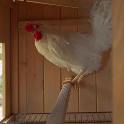 Ferplast HEN HOUSE 30 14 Ferplast HEN HOUSE 30