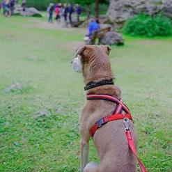 Ferplast DAYTONA P CROSS Alle Anzeigen 80 Ferplast DAYTONA P CROSS Alle Anzeigen