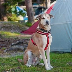 Ferplast DAYTONA P CROSS Alle Anzeigen 81 Ferplast DAYTONA P CROSS Alle Anzeigen