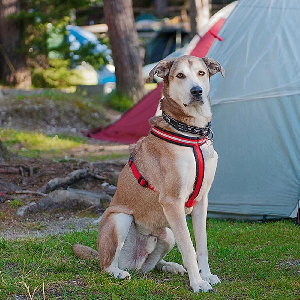 Ferplast DAYTONA P CROSS Alle Anzeigen 36 Ferplast DAYTONA P CROSS Alle Anzeigen