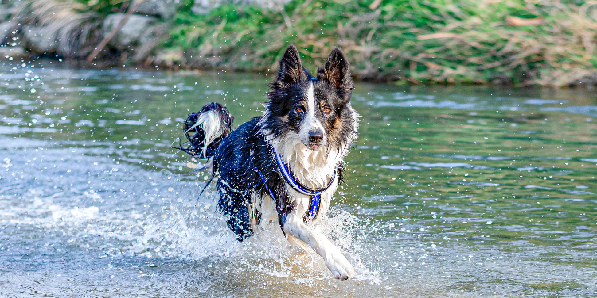 Ferplast Deutschland Verkaufsladen -Ferplast Deutschland Verkaufsladen BA 3000x1500px DAYTONA